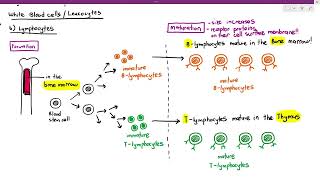 114 Formation amp Maturation of BLymphocytes amp Tlymphocytes Cambridge AS A Level Biology 9700 [upl. by Zeeba]