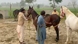 Horse Enjoying Video in Village Area Part 2 [upl. by Estis734]