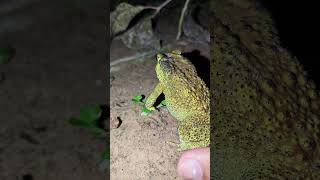 Funny frog frog boing boing funny  funny animal  funny froggy  funny Toad [upl. by Donnamarie229]