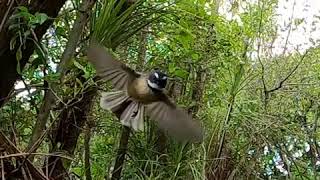 The New Zealand Fantail flying in slow motion showing how they stabilize their head [upl. by Falk]