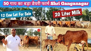 20 Liter Milk 1st Lactation 👍 12 Sahiwal Rathi Tharparkar 👌 Farm Talk ✅ Subhash Bishnoi Dairy Farm [upl. by Nohsed]