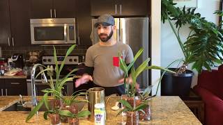 Watering and Fertilizing SemiHydroponics Part One [upl. by Espy303]