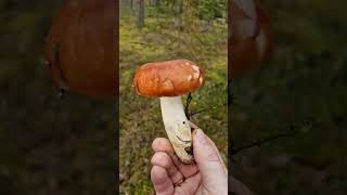 Picking various Wild Edible Mushrooms of the Forest [upl. by Ahsenor]