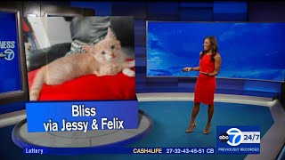 Eyewitness News Super Cat Saturday July 29 2023 featuring Brittany Bell [upl. by Demetria]