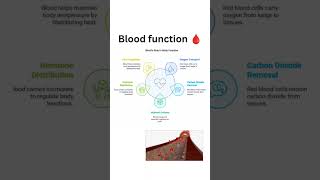 Function of blood in body blood CSIR NET [upl. by Anirahc]