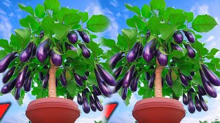 Grow Eggplant With Banana eggplant with new techniques​ [upl. by Aicia]