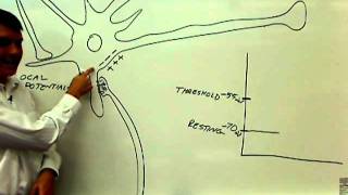 01 parts of the neuron with physiology 01wmv [upl. by Shaeffer991]