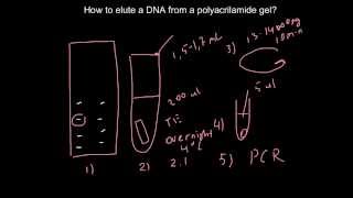 Easy way how to elute a DNA from a polyacrilamide gel [upl. by Schreiber]