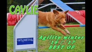 Agility Best of  winter 201617  Nova Scotia Duck Tolling Retriever Caylie [upl. by Ecirrehs]