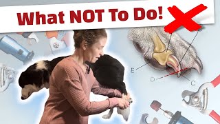 9 Mistakes YOU Might Be Making Cutting Your Dogs Nails [upl. by Rivi232]