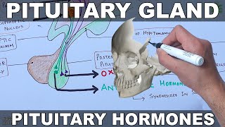 Pituitary Gland  Hormones and Hypothalamus [upl. by Erbas211]