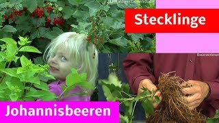 Johannisbeeren Stecklinge Steckholz im Sommer selber machen [upl. by Ramled]