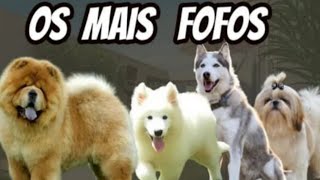 Os cães mais fofos do mundo para morrer de fofura [upl. by Nicholson]