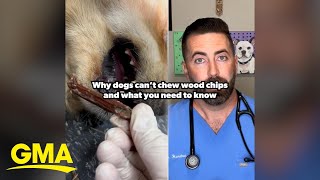 Vet shows how he dislodges wood chip stuck in golden retrievers mouth  GMA [upl. by Surovy15]