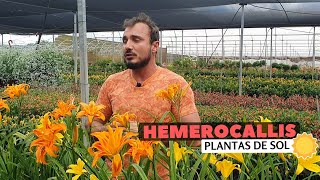 Hemerocallis  Impacto no jardim [upl. by Hedelman]