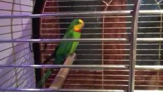 Our new pet barraband parrots [upl. by Shayla]