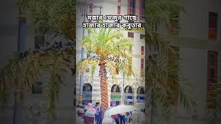 মক্কার খেজুর গাছে হাজার হাজার কবুতার  mokka trend islam [upl. by Dittman]