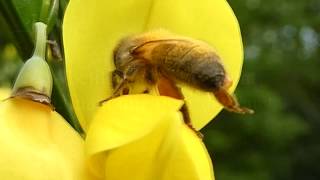 Abeille filmée au ralenti butinant une fleur de genêt [upl. by Anuait]