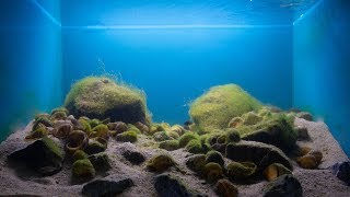 BADC2018  Lake Tanganyika at Chimba biotope 140 L [upl. by Portugal]