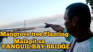 EP68 Mangrove tree Planting Malapit sa PANGUIL BAY BRIDGE [upl. by Mcbride6]