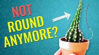 THIS IS WHY CACTUS STRETCHES and BECOMES UGLY How to prevent cactus etiolation [upl. by Attenej]