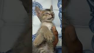 Enna nadippu da dey😹catcatlikefunnyshortsshortsviralkittycomedycatvideoscatshortscatlovers [upl. by Ecinuahs51]