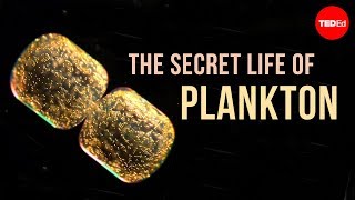 The Secret Life of Plankton [upl. by Anyah]