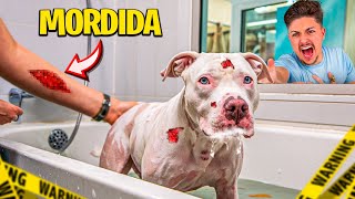 PRIMEIRO BANHO DO MEU PITBULL ALBINO e ele QUASE MORDEU TODO MUNDO [upl. by Aicen]