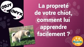 La propreté du chiot [upl. by Longmire445]