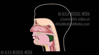 Swallowing  Deglutition [upl. by Maxim]