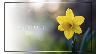 ahisa  Narcissus [upl. by Zins]