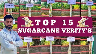 Top 15 Sugarcane Veritys  Farming Expert 786 [upl. by Coltin801]