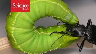 Watch this caterpillar fling its beetle attacker through the air [upl. by Eityak214]