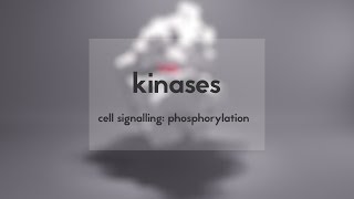 Cell signalling kinases amp phosphorylation [upl. by Hterag493]