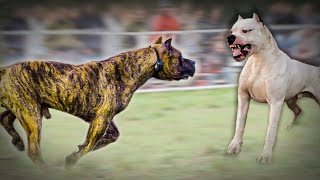 Dogo Argentino VS Presa Canario [upl. by Gnil939]