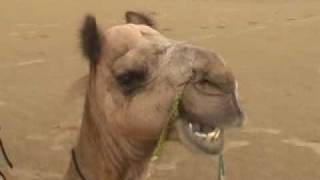 Camel chewing [upl. by Alial]