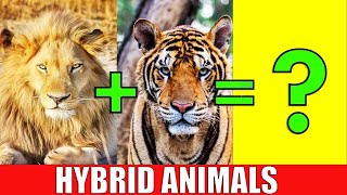 Top 10 Incredible Hybrid Animals Created by Genetic Engineeringquot [upl. by Trina]