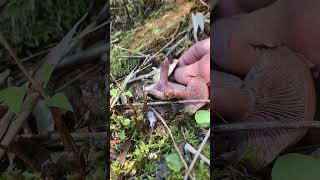 Excellent edible mushroom Lactarius hatsudake [upl. by Llertniuq]