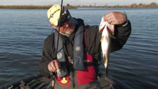 How to fish spinnerbaits on the California Delta [upl. by Hittel]