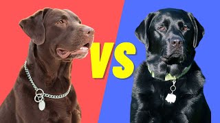 Black Lab Vs Chocolate Lab  Compare and Contrast the popular labs [upl. by Yeloc247]