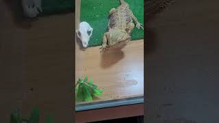 My beardie eating [upl. by Hsirk]