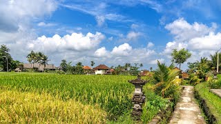 Tempel Reisterrassen und Meer  Bali  Indonesien 2024 [upl. by Siramay]