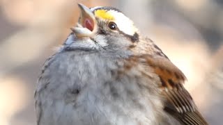 White throated sparrow bird song  call  sounds [upl. by Arimihc1]