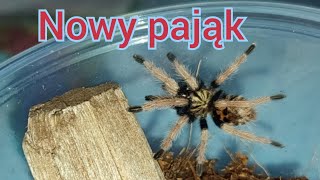 Unboxing paczki  Chromatopelma Cyaneopubescens 🇻🇪 [upl. by Buerger]