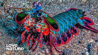 Peacock Mantis Shrimp  An Explosion of Color Under the Sea  Alien Abyss 101 [upl. by Weismann487]