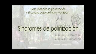 Síndromes de polinización  Café Científico en Chapultepec [upl. by Pierette286]