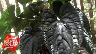 Harga Anthurium Sirih Daun Besar  Anturium Radicans  Tanaman Hias Langka [upl. by Amin601]