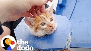 Crying Kitten Was Stuck In A Dumpster  The Dodo [upl. by Rap]