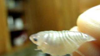 Fish Parasite Cymothoa exigua [upl. by Merat236]