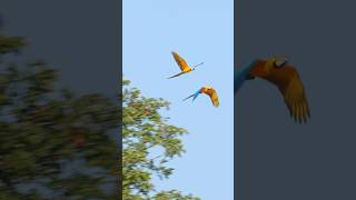 Wild Macaws Flying Free in the Amazon Rainforest shorts birds parrots [upl. by Rramahs]